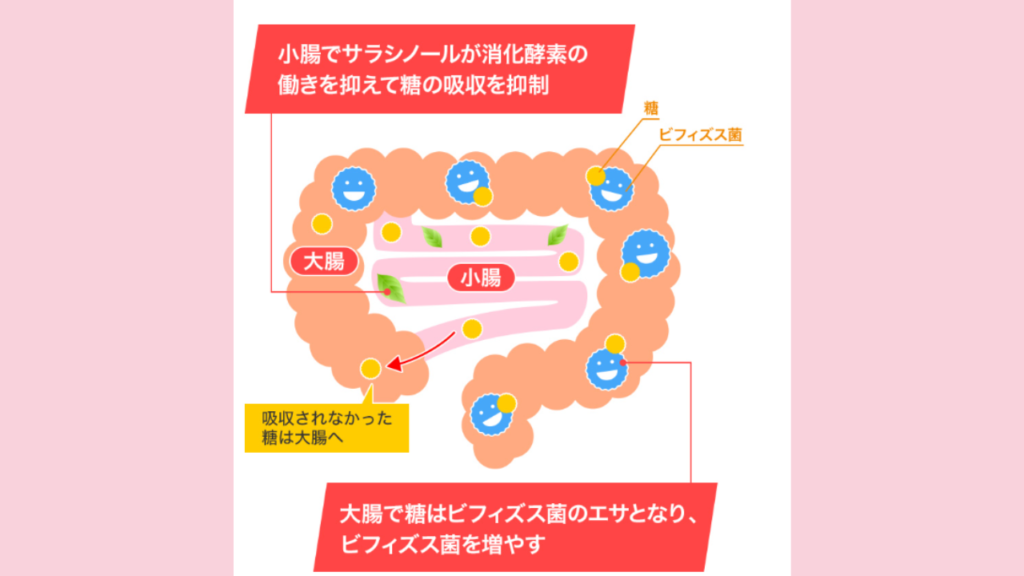 メタバリアを飲んだ時のメカニズムの解説